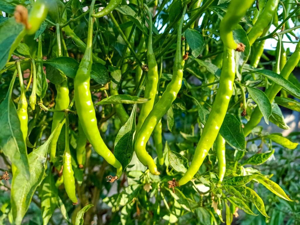 Green big long horn pepper plant (Bulgarian) grown from seeds with elongated green fruits and mild heat